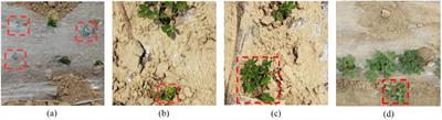 MS-YOLOv8: multi-scale adaptive recognition and counting model for peanut seedlings under salt-alkali stress from remote sensing